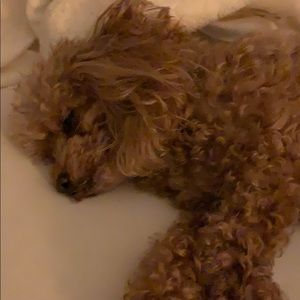 Meet your Posher, Milie